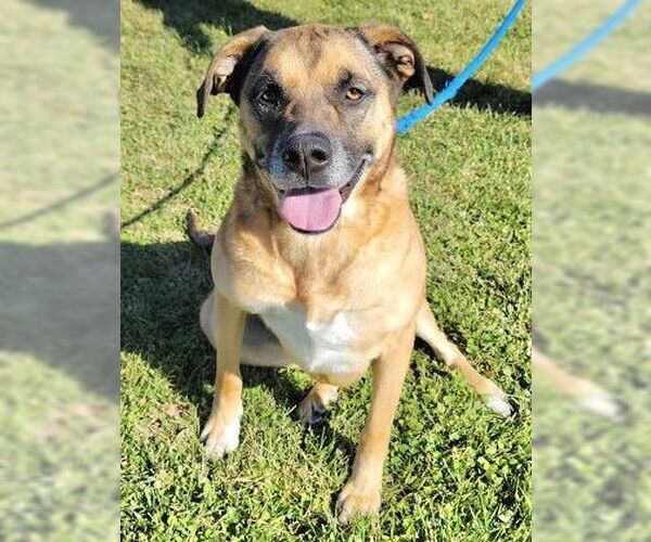 Medium Photo #3 Mutt Puppy For Sale in Minneapolis, MN, USA