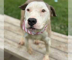 American Pit Bull Terrier-Unknown Mix Dogs for adoption in Tulsa, OK, USA