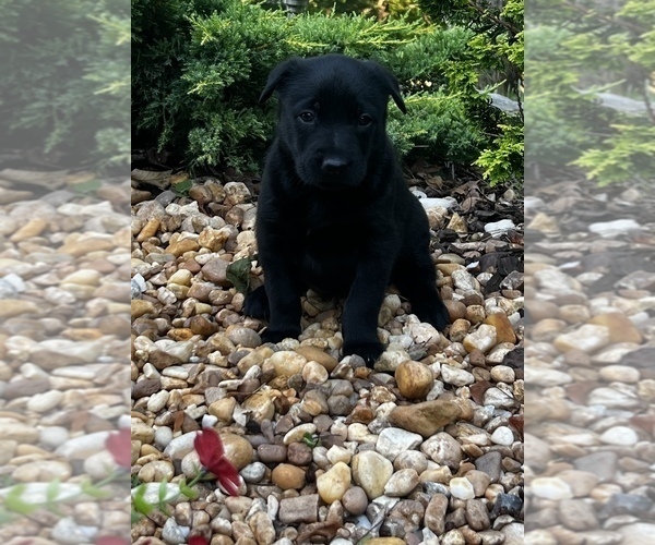 Medium Photo #11 Belgian Malinois Puppy For Sale in BURNINGTOWN, NC, USA