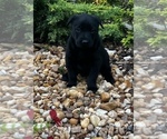 Small #1 Belgian Malinois