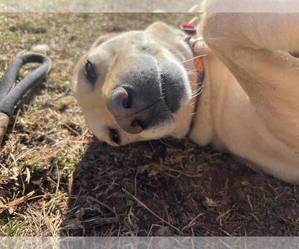 Medium Photo #16 Labrador Retriever-Unknown Mix Puppy For Sale in Front Royal, VA, USA
