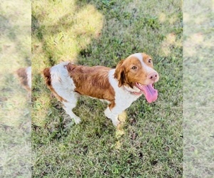 Mother of the Brittany puppies born on 06/18/2025