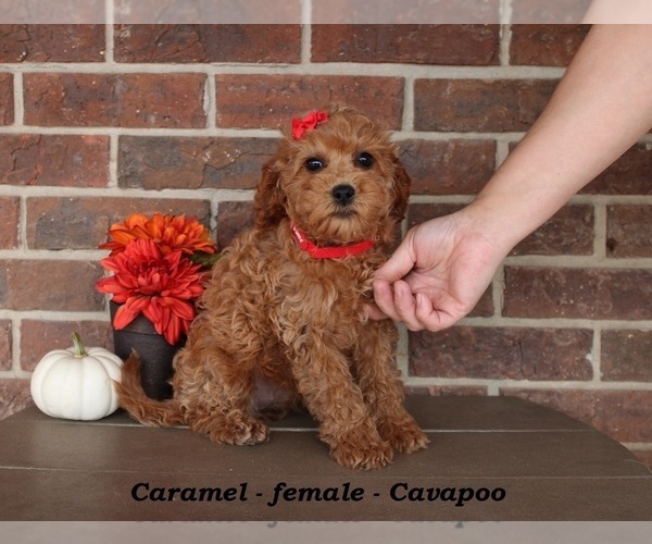 Medium Photo #1 Cavapoo (Miniature) Puppy For Sale in CLARKRANGE, TN, USA