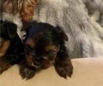 Small Photo #15 Yorkshire Terrier Puppy For Sale in SACRAMENTO, CA, USA