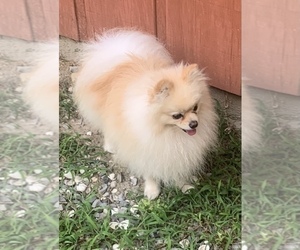 Father of the Pomeranian puppies born on 05/24/2022