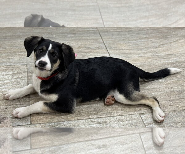 Medium Photo #4 Australian Shepherd Puppy For Sale in Menifee, CA, USA