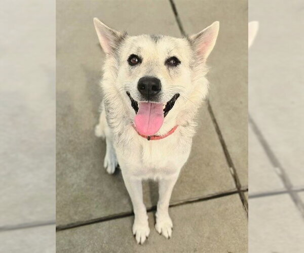 Medium Photo #1 Gerberian Shepsky Puppy For Sale in Sacramento, CA, USA