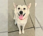 Small Gerberian Shepsky