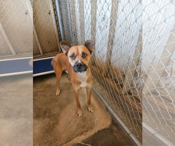 Medium Photo #4 Boxer-Siberian Husky Mix Puppy For Sale in El Centro, CA, USA