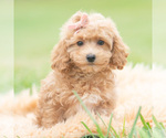 Puppy Petunia Maltipoo (Miniature)