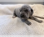 Small Photo #4 Great Dane Puppy For Sale in OLATHE, CO, USA