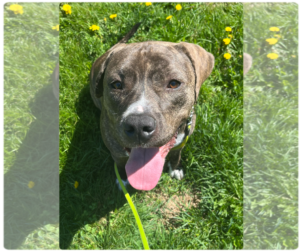 Medium Photo #23 American Pit Bull Terrier-Mountain Cur Mix Puppy For Sale in Rockaway, NJ, USA