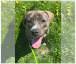 Small #22 American Pit Bull Terrier-Mountain Cur Mix