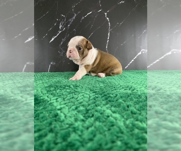 Medium Photo #82 Boston Terrier Puppy For Sale in TULARE, CA, USA