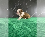 Small Photo #82 Boston Terrier Puppy For Sale in TULARE, CA, USA