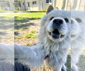 Chow Chow Dogs for adoption in Prescott, Ontario, Canada