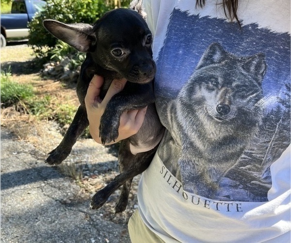 Medium Photo #1 French Bullhuahua Puppy For Sale in SPRAGGS, PA, USA