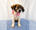 Small #1 Australian Shepherd Mix