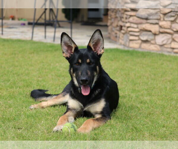 Medium Photo #1 German Shepherd Dog Puppy For Sale in San Diego, CA, USA