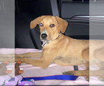 Small #9 Labrador Retriever Mix