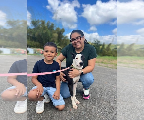 Medium Photo #8 American Foxhound-Dalmatian Mix Puppy For Sale in Virginia Beach, VA, USA