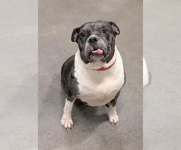 Medium Photo #1 Bulldog Puppy For Sale in Forestville, MD, USA