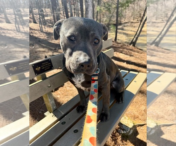 Medium Photo #3 American Staffordshire Terrier-Unknown Mix Puppy For Sale in Calhoun, GA, USA