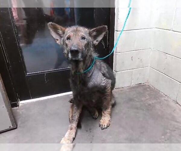 Medium Photo #1 German Shepherd Dog Puppy For Sale in Tulsa, OK, USA