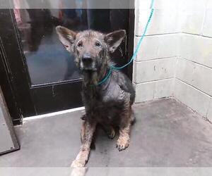 German Shepherd Dog Dogs for adoption in Tulsa, OK, USA