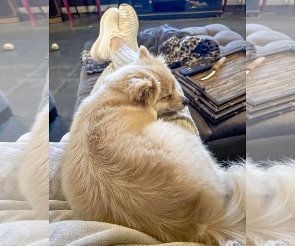 Medium Photo #3 Pomeranian-Unknown Mix Puppy For Sale in Corona, CA, USA