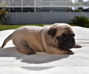 Pug Puppy for sale in PALM COAST, FL, USA