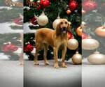 Small Photo #3 Bloodhound Puppy For Sale in Sanderson, FL, USA