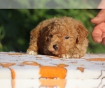 Small #8 Poodle (Toy)