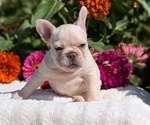Small #11 French Bulldog