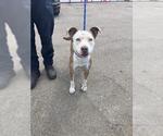 Small American Pit Bull Terrier