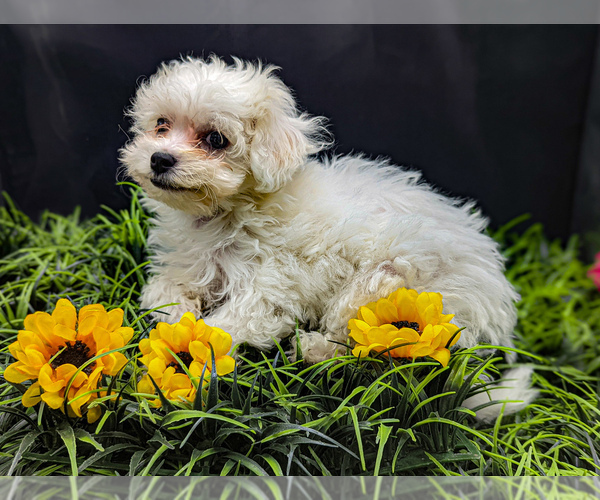 Medium Photo #5 Poochon Puppy For Sale in KNOXVILLE, TN, USA