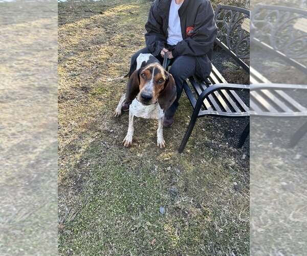 Medium Photo #4 Coonhound-Unknown Mix Puppy For Sale in Elmsford, NY, USA