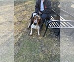 Small Photo #4 Coonhound-Unknown Mix Puppy For Sale in Elmsford, NY, USA