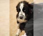 Small #2 Mutt