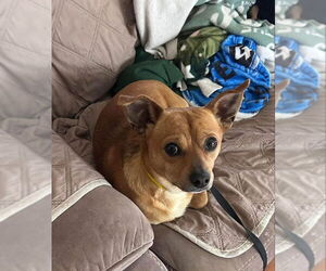 Chiweenie Dogs for adoption in East Derry, NH, USA