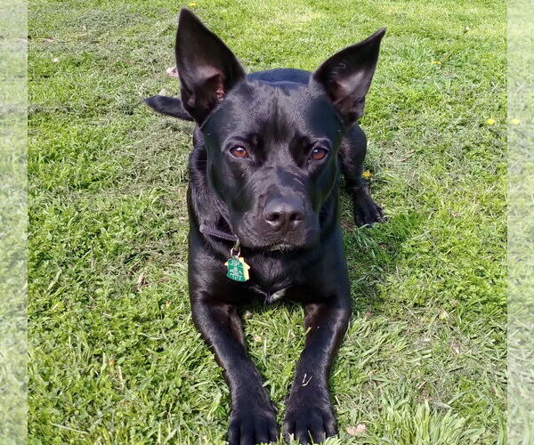 Medium Photo #3 Labrador Retriever-Unknown Mix Puppy For Sale in McKinney, TX, USA