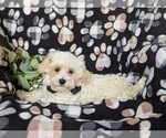 Small #4 Maltipoo