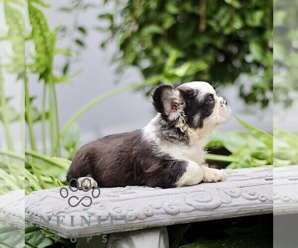 Medium Photo #7 French Bulldog Puppy For Sale in RONKS, PA, USA