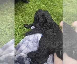 Medium Aussiedoodle