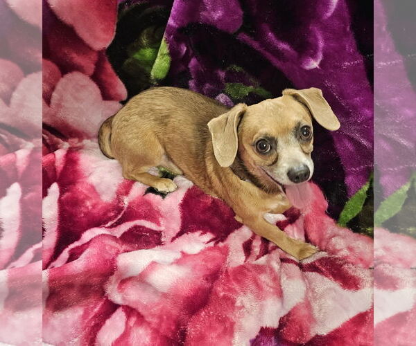 Medium Photo #7 Chiweenie Puppy For Sale in Oakhurst, NJ, USA