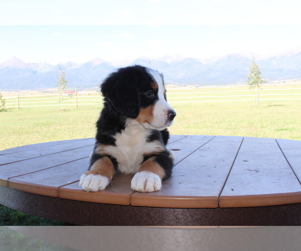 Medium Photo #2 Bernese Mountain Dog Puppy For Sale in HORN CREEK, CO, USA