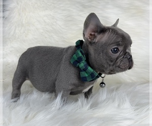 French Bulldog Puppy for sale in LOCUST GROVE, GA, USA