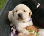 Puppy Puppy 3 Labrador Retriever