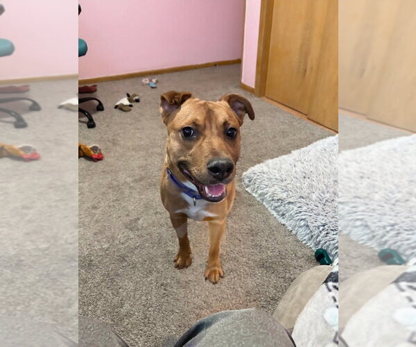 Medium Photo #6 Labrador Retriever-Unknown Mix Puppy For Sale in South Bend, IN, USA