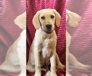 Golden Labrador Puppy for Sale in SAYRE, Pennsylvania USA